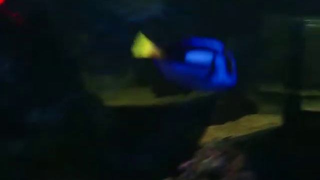 nemo dori смотреть онлайн