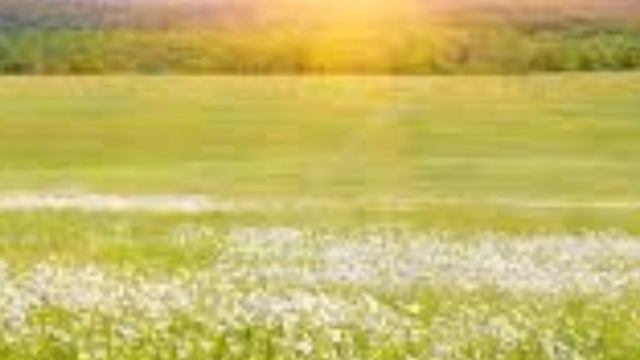 [❤️] я Нарву себе цветов со всех полей// меме\\ Ева [☕] смотреть онлайн