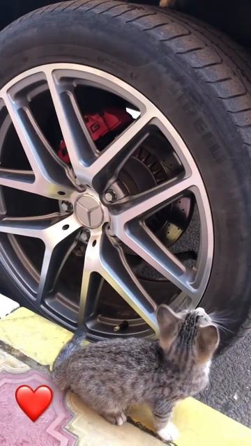 Милые котики на улице, покормили🥹 смотреть онлайн