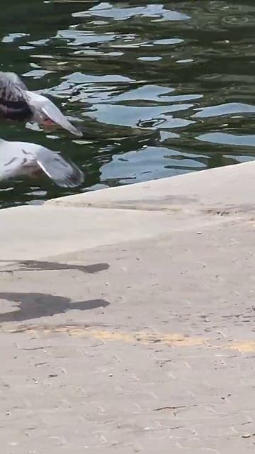 Sweet and Funny Pigeon kissing and mating scene#shorts#pigeon смотреть онлайн