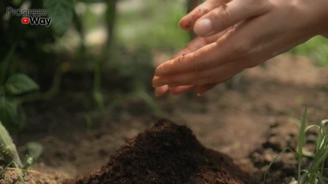 Если в августе малину подкормить этим! Урожай обеспечен на следующий год! смотреть онлайн