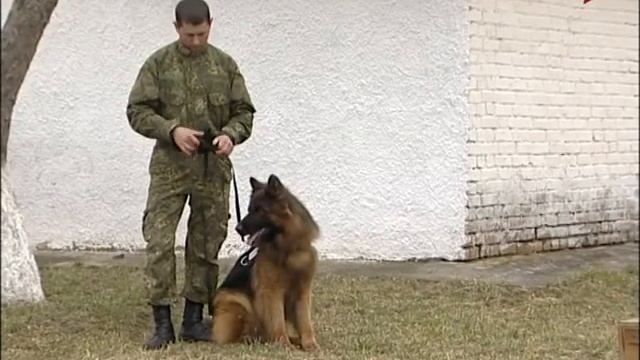 Запрошує школярів у гурток «Юний кінолог» 27 03 2017 смотреть онлайн