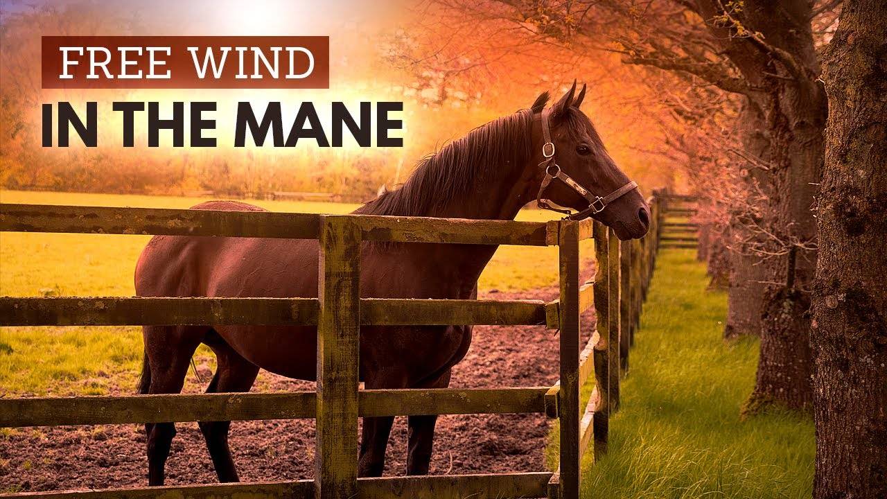 Милые и забавные Видео с лошадьми