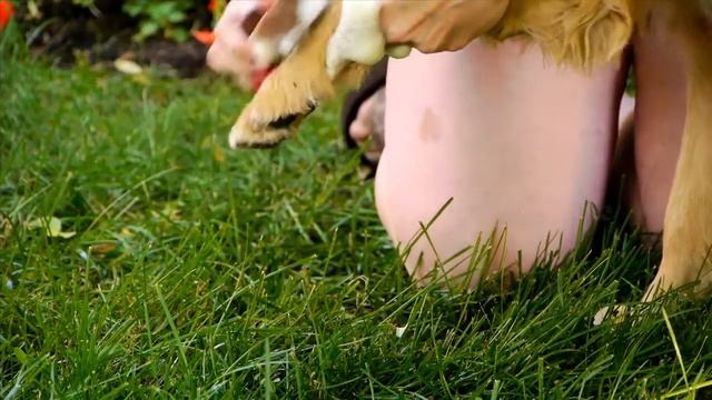How to use DERMagic Organic Shampoo Bars for Dogs смотреть онлайн