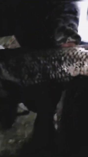 #shorts #bigfish Днестровский сазан смотреть онлайн