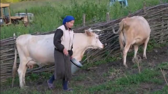 Женщина доит корову