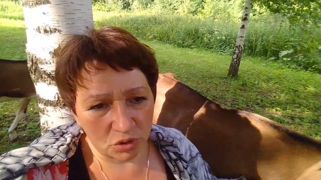 Голуба уехала в другое хозяйство. смотреть онлайн