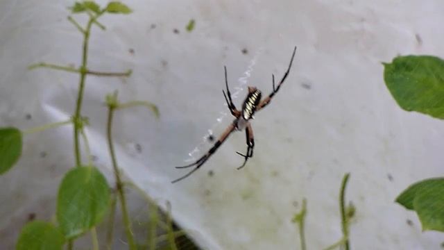 Orb Weaver смотреть онлайн