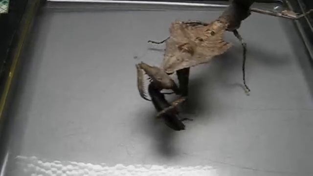 Dead Leaf Mantis (Deroplatys lobata) смотреть онлайн