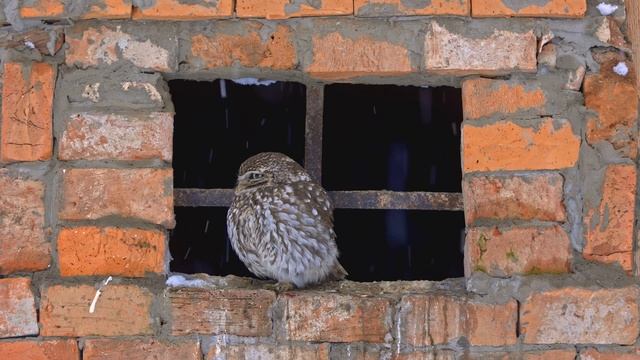 Kuvik plačlivý (Athene noctua) Little owl смотреть онлайн