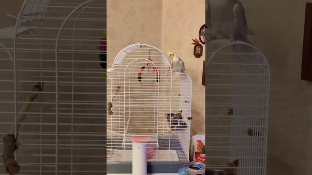 Kora fliegt und krabelt смотреть онлайн