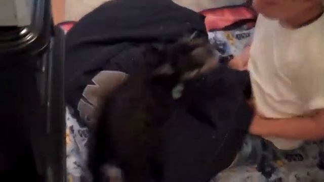 Bella The Alarm Clock