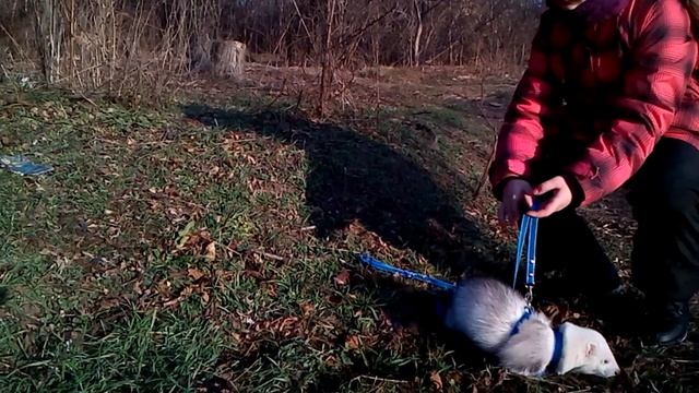 Первая прогулка Вайта на улице смотреть онлайн