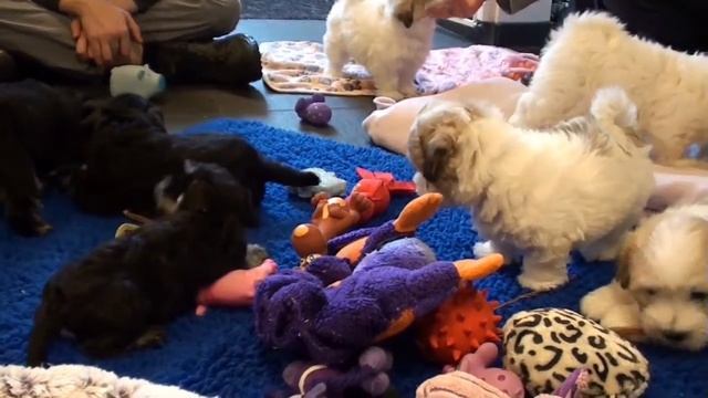 Kennel Friesenborg смотреть онлайн