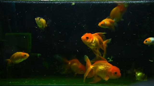 Fish.goldfish.fins.золотые рыбки  .рыбки .рыбы.аквариум .balık .akvaryum .