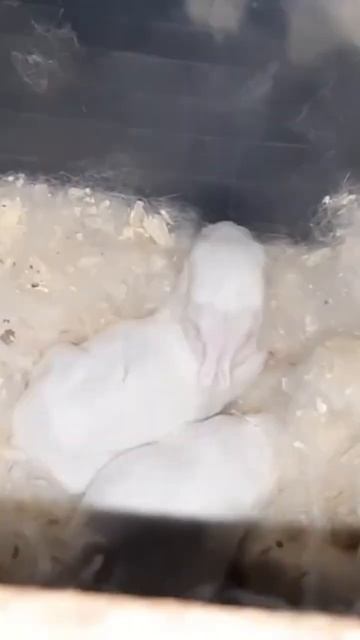 Лысая мама кролик #ферма #rabbit #кролик #собаки #кошки #козы #птица #homestead #pets #animals смотреть онлайн