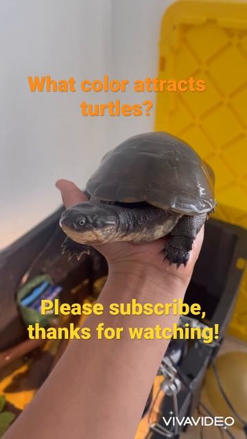 What color attracts turtles? #turtle #babyturtle #babyturtle #cuteturtle #trending #shorts смотреть онлайн