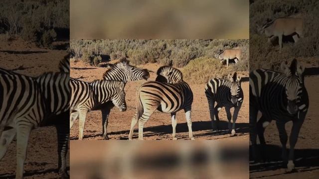 Zebra Sounds/Звуки зебра🦓#animals #animalsounds #zebra