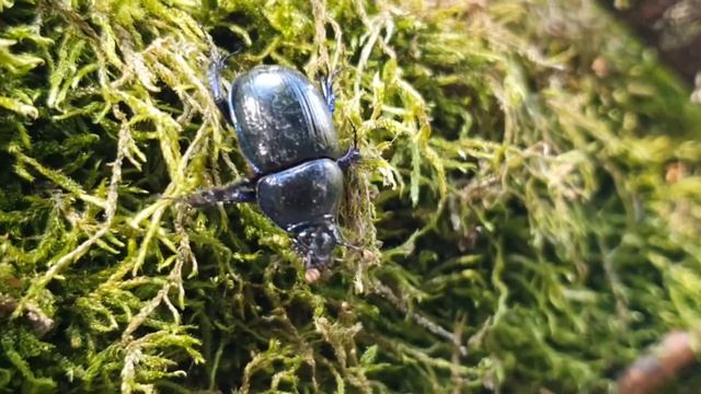 O čem sní Chrobák lesní? смотреть онлайн