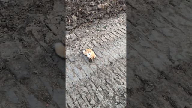 Сибирские лисы. смотреть онлайн