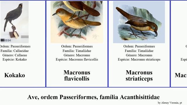 Ave, ordem Passeriformes, família Acanthisittidae chloropsis alcippe aegithalos pellorneum cettia смотреть онлайн
