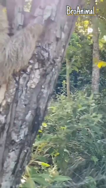 Спасение Детёныша Ленивца 😄 Cute Video ❤ смотреть онлайн