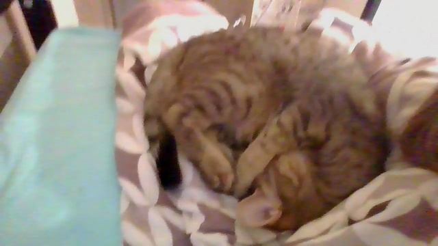 Феня! Любимый кот! смотреть онлайн