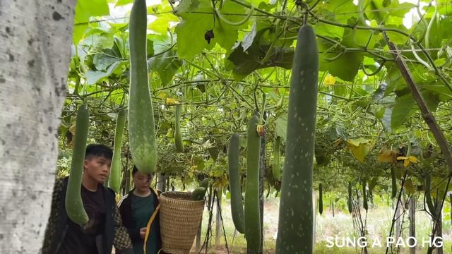 Pao And Sua Harvest Squash Together To Make Ends Meet / SUNG A PAO HG