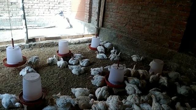 Broiler me weight barhane ka achook nuskha смотреть онлайн