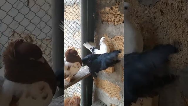 Уральские голуби смотреть онлайн