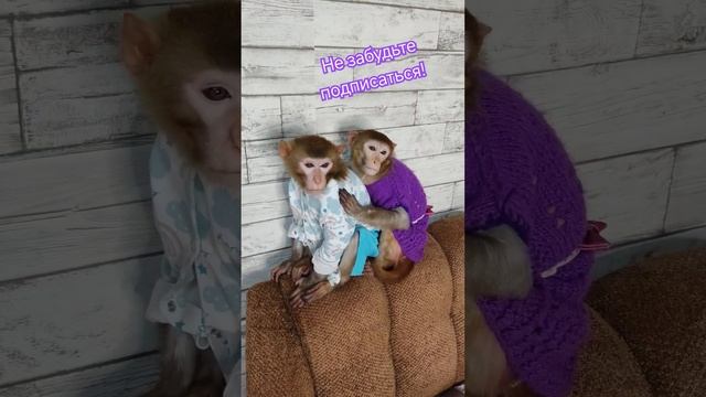 Сладкая парочка обезьянок. #макаки #резус #обезьянки #гуляют #играют смотреть онлайн