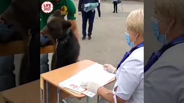 В Барнауле на голосование привели медведицу смотреть онлайн