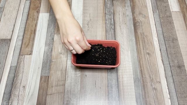 Как посадить укроп дома: подробная инструкция