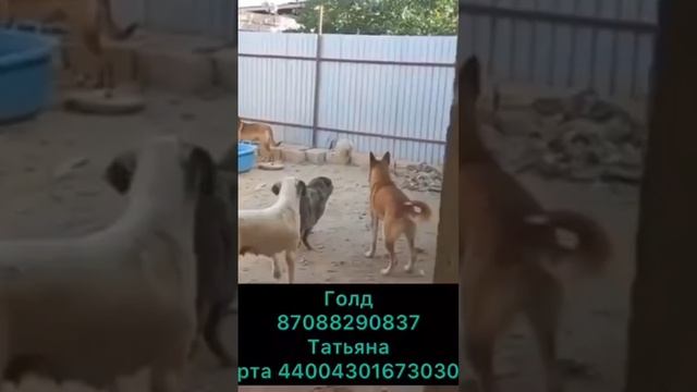 Сбор на приют для СОБАК смотреть онлайн