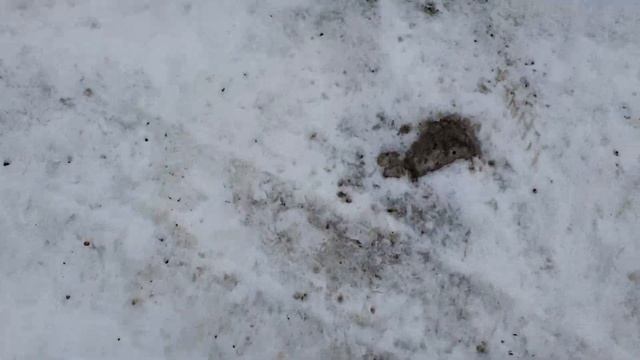 Throwing a banana at Philips headquarters