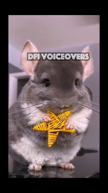 Winks For Snacks! 😂 #voiceover #comedy #cute #pet #pets #joke #funny #animals #chinchilla #fluffy смотреть онлайн