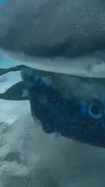 Shark 🦈 dolphin trainer fish #shorts #whale #dolphin #fish #ocean #shark #shortvideo #when смотреть онлайн