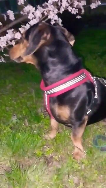 #dog #shorts #животные #собака #игра #милота #пес #стрим смотреть онлайн