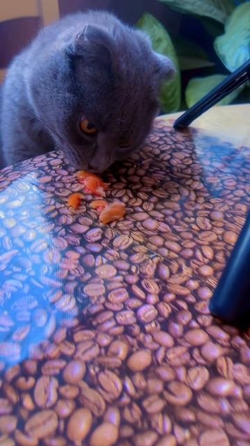 🔴КОТ СМОКИ🔴 смотреть онлайн