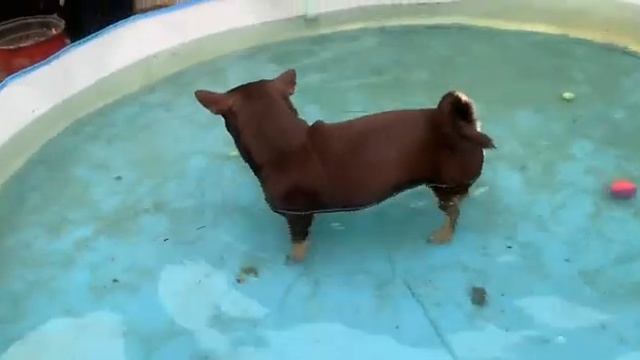 Два водяных пса, теперь бассейн любимая забава. смотреть онлайн