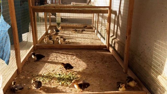 уйдаги индушка жужаларим. смотреть онлайн