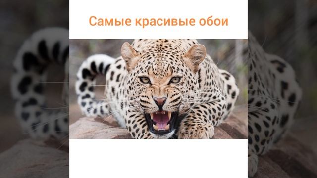 Обои на телефон.🥰😍😱🥰😃 смотреть онлайн