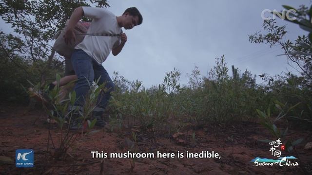 Seasons of China 2 | Yunnan: law of nature смотреть онлайн