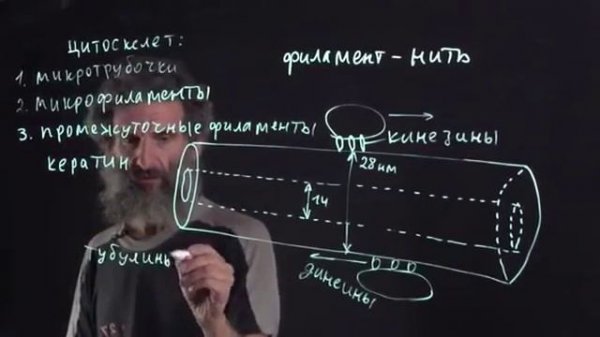 Цитология  Лекция 5  Микротрубочки  Окштейн И Л