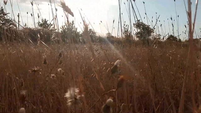 Поле, какое классное... поле💓 смотреть онлайн