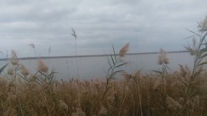 Камыш шуршит