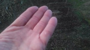 Природа наблюдения показывают сыпет снег VID_20250205_164438.mp4