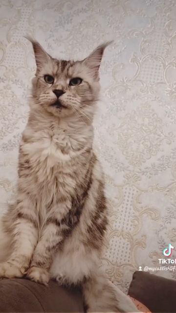 Lovely girl🐾😻❣️ /mainecoone/котопес/funnycat/смешные коты/любимые питомцы/восхитительные животные/ смотреть онлайн