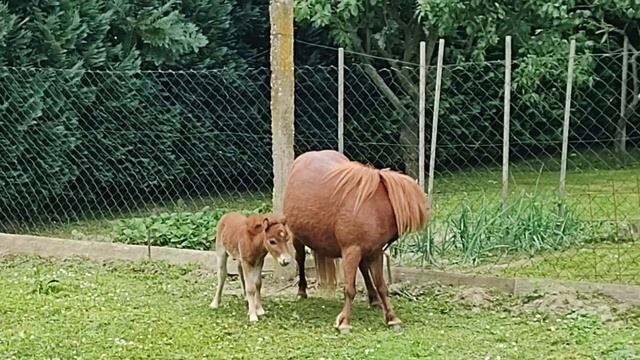 Рождение маленькой лошадки смотреть онлайн