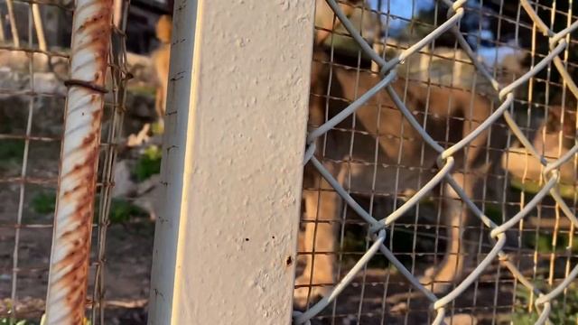 Лев рычит! Парк естественной жизни в Анталье! Zoo Antalia смотреть онлайн